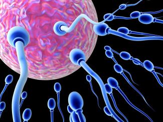 sperma-susu kedelai protena